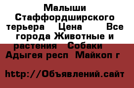 Малыши Стаффордширского терьера  › Цена ­ 1 - Все города Животные и растения » Собаки   . Адыгея респ.,Майкоп г.